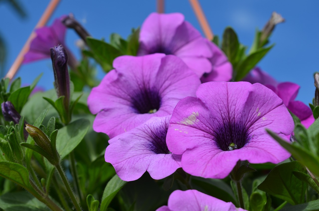 The Best Flowering Plants for Hanging Baskets